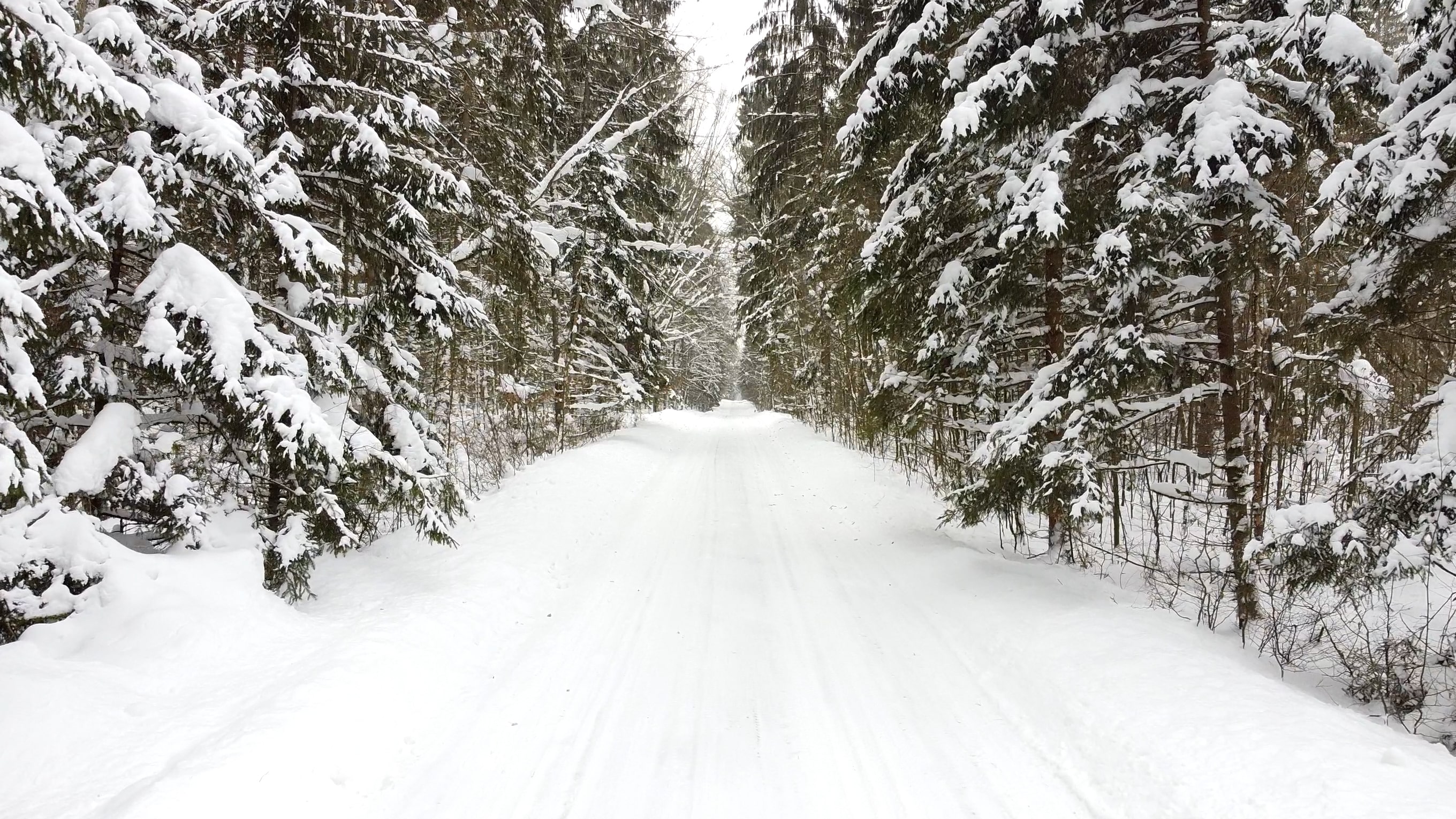 Беловежская пуща и Каменец